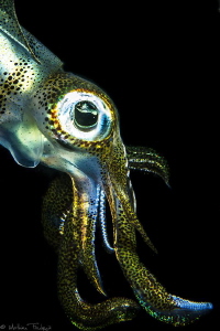 filipino squid #4 by Mathieu Foulquié 